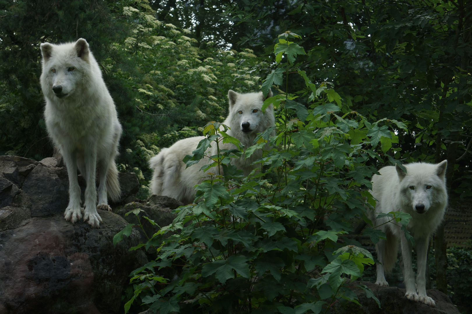 Arktischer Wolf - Der Nachwuchs