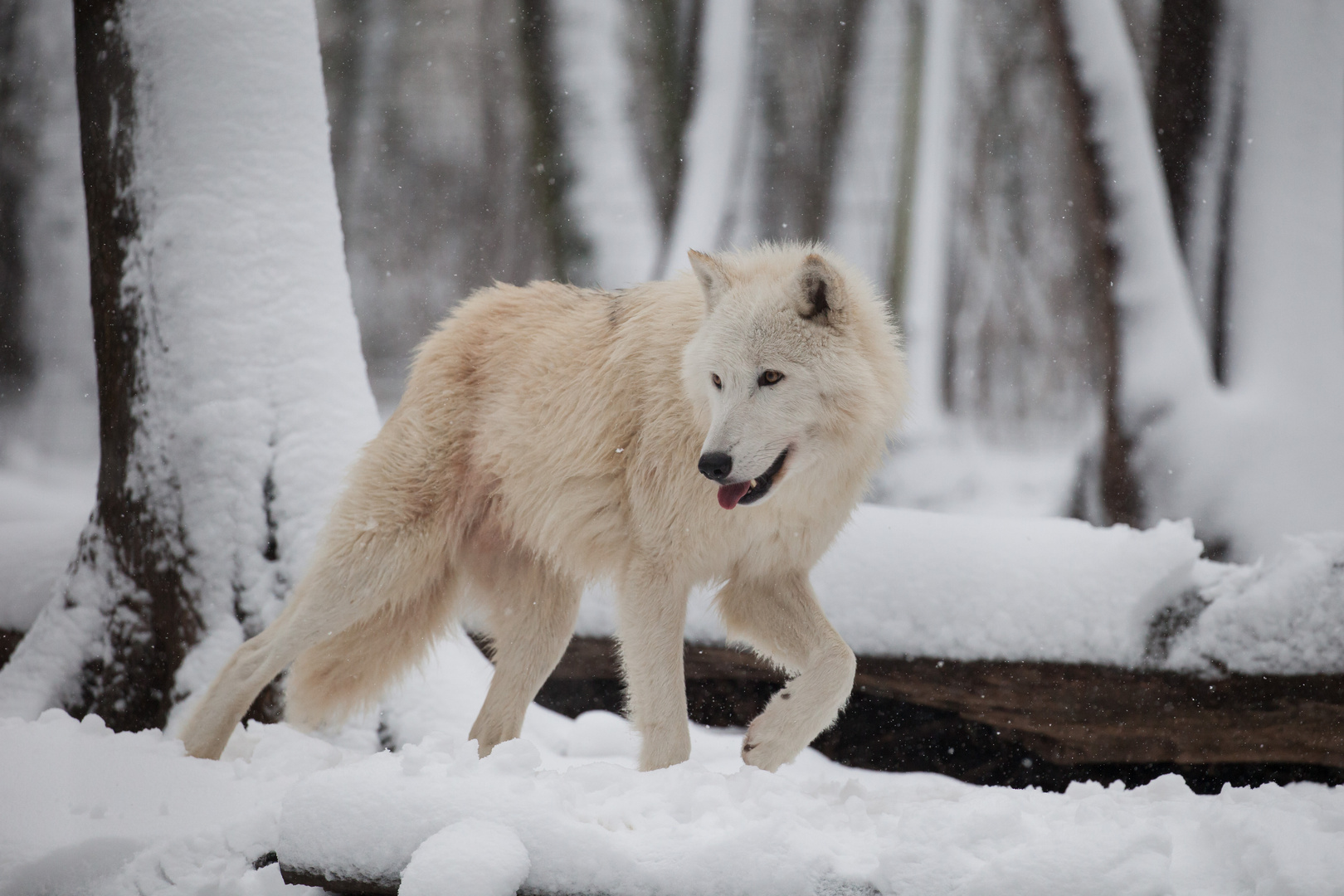 Arktischer Wolf endlich im Schnee