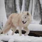 Arktischer Wolf endlich im Schnee