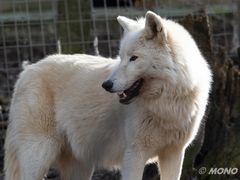 arktischer Wolf