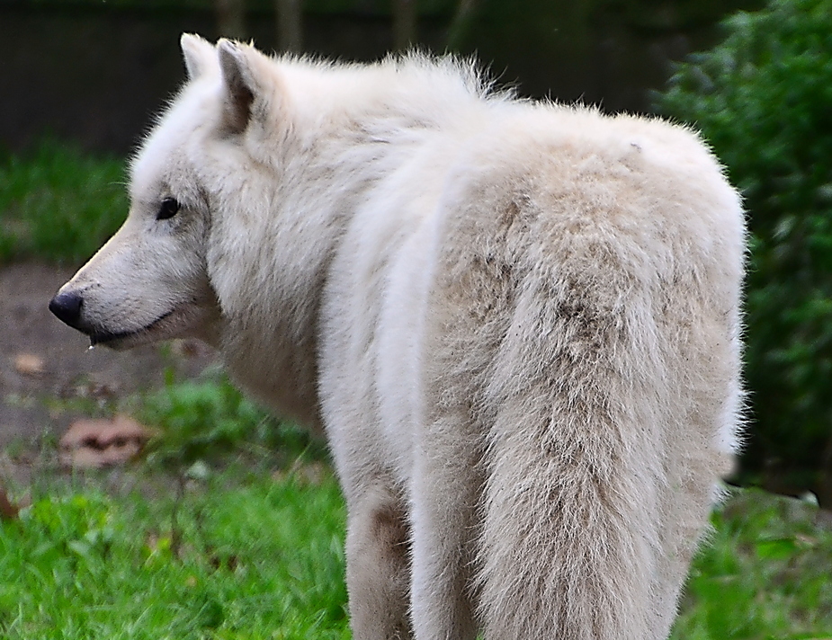 Arktischer Wolf im Duisburger Zoo