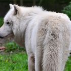 Arktischer Wolf im Duisburger Zoo