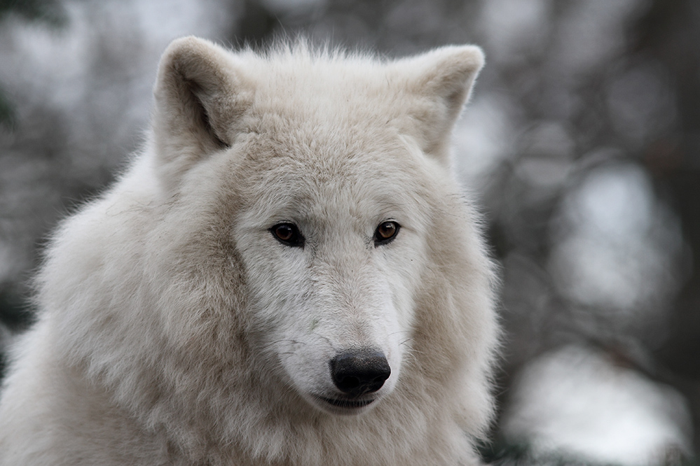 arktischer Wolf nicht SW I