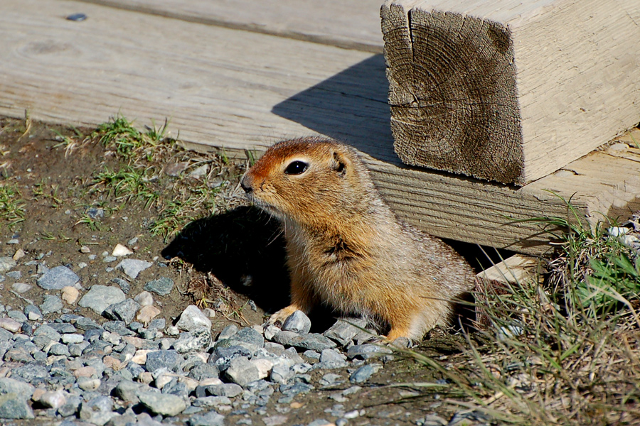 Arktischer Ziesel - Artic Ground Squirrel (Spermophilus parryii)