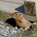 Arktischer Ziesel - Artic Ground Squirrel (Spermophilus parryii)