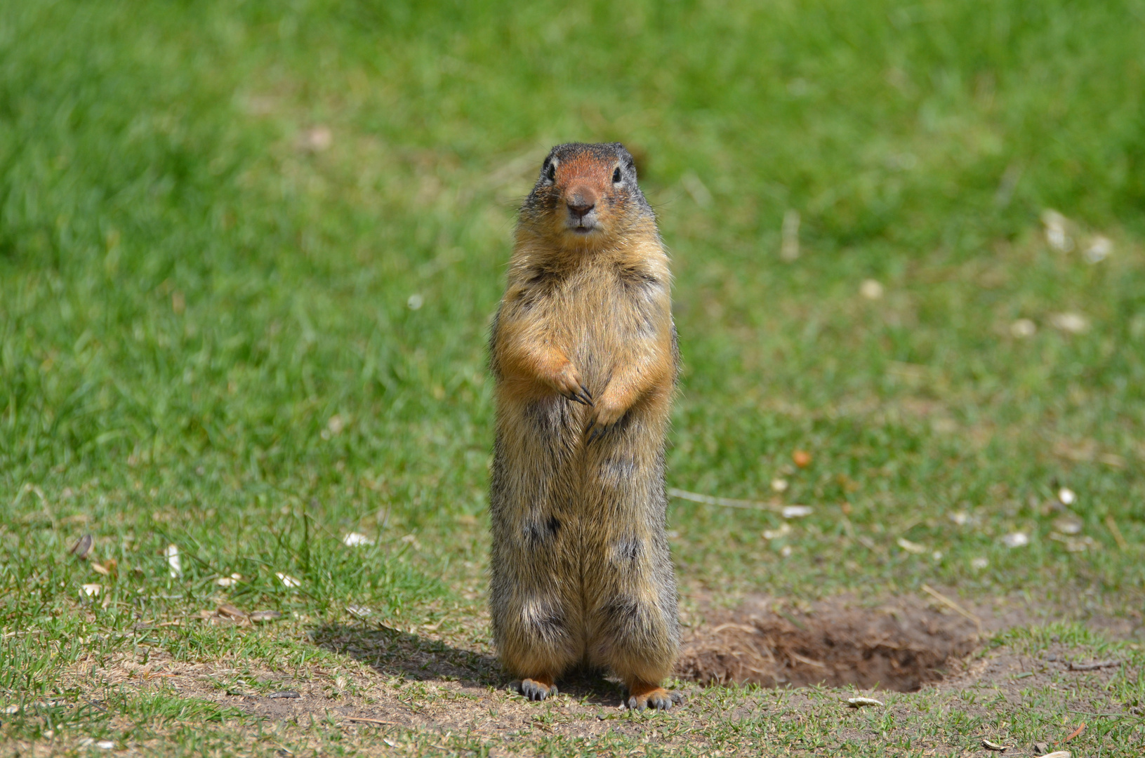 Arktisches Erdhörnchen