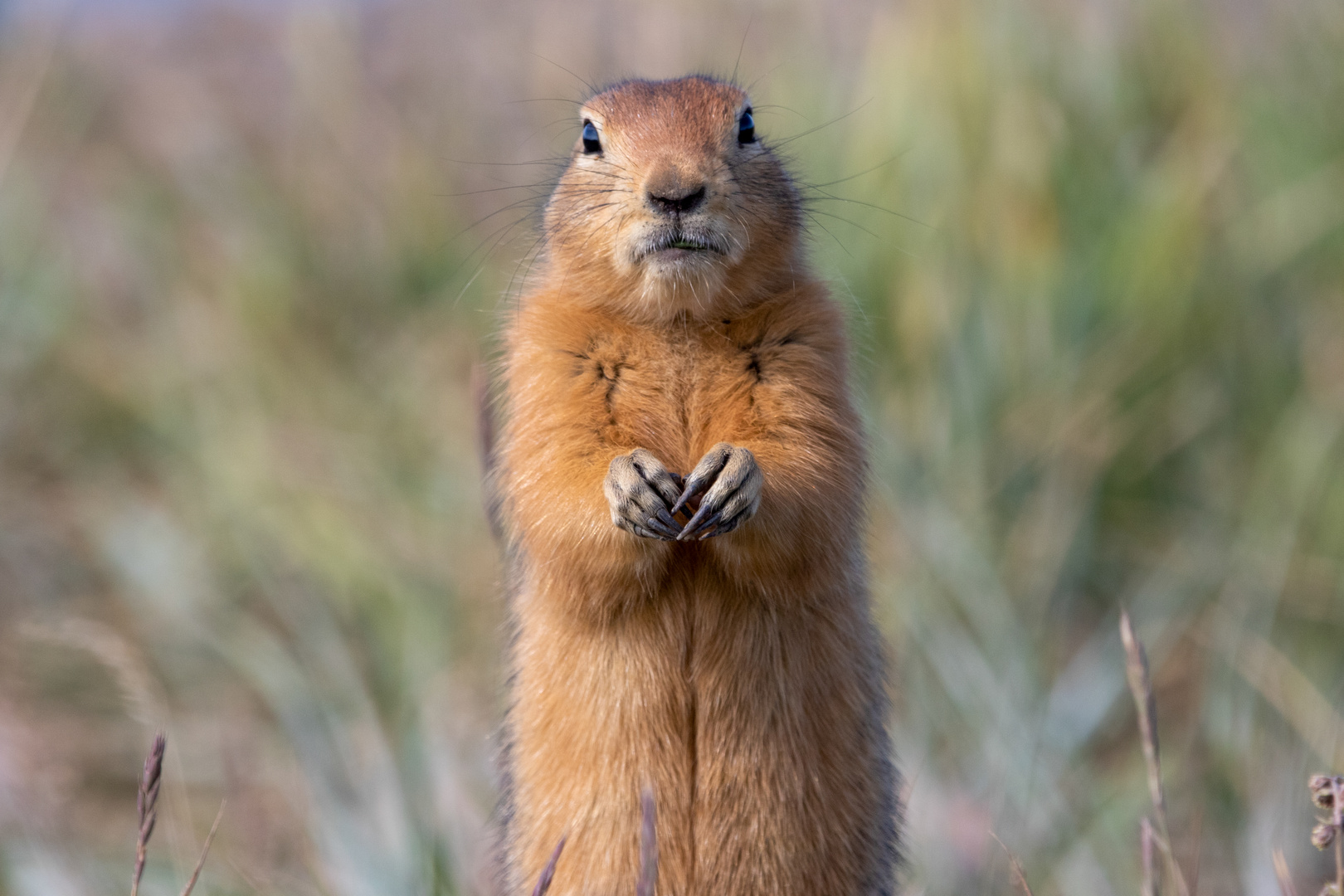 Arktisches Erdhörnchen