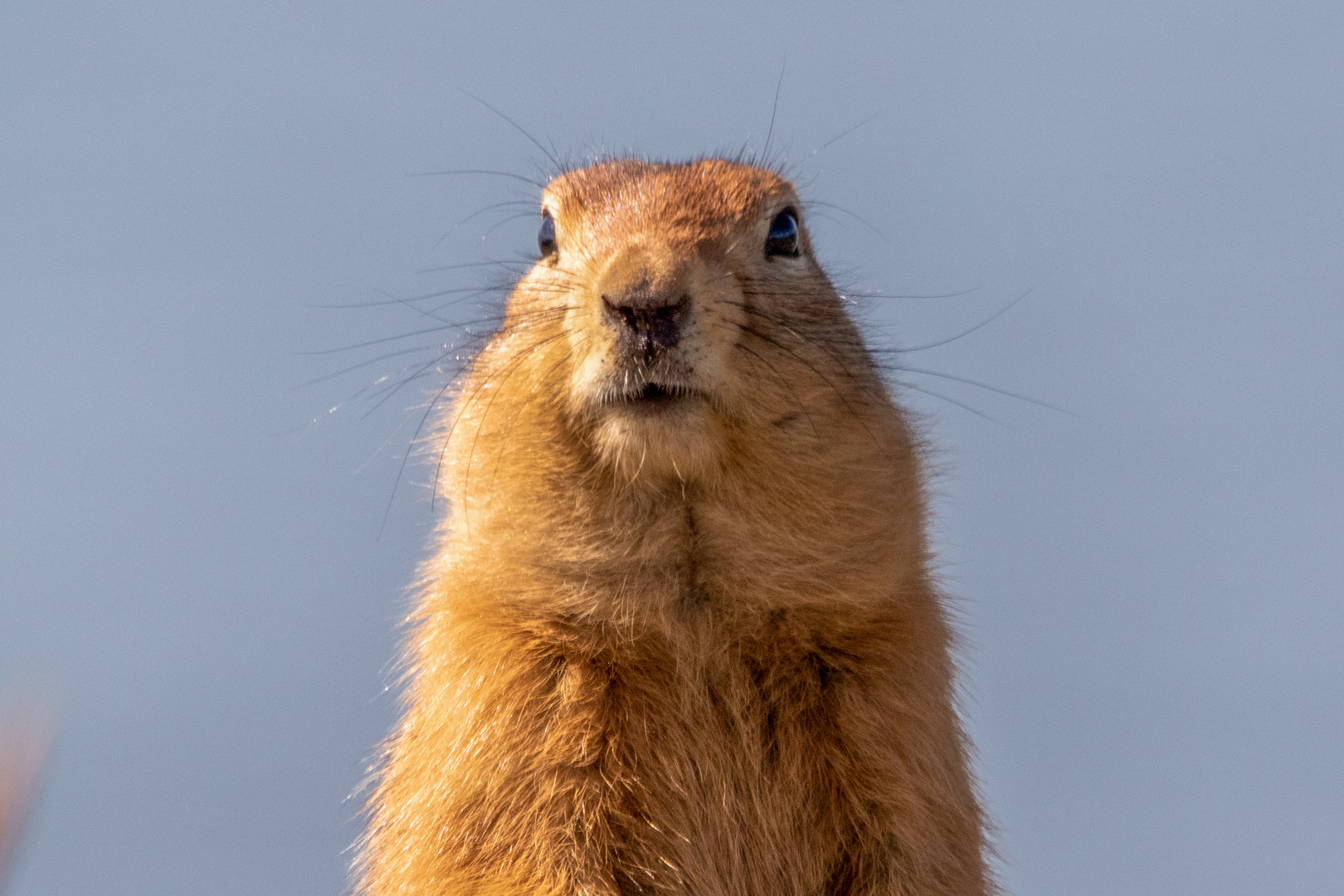 Arktisches Erdhörnchen