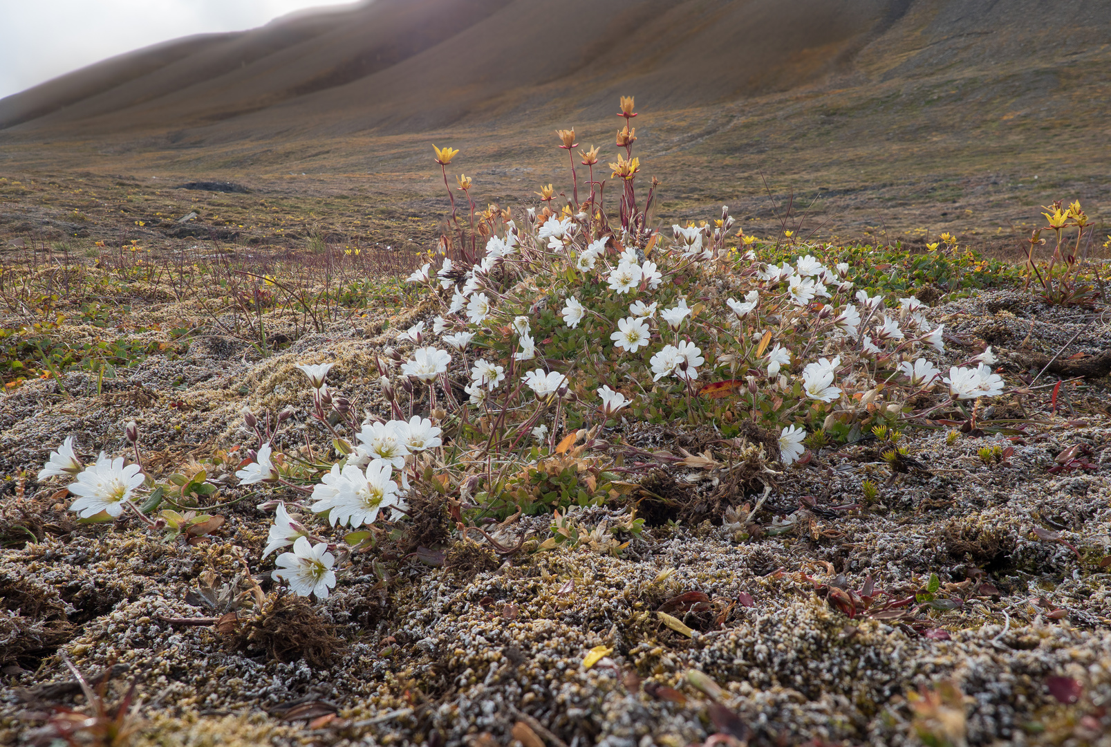  Arktisches Hornkraut in der Tundra Spitzbergens