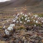  Arktisches Hornkraut in der Tundra Spitzbergens