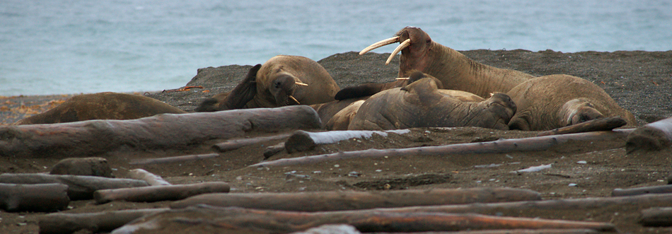 Arktisches Land Spitzbergen / Svalbard - Reisebericht 2008 / 008 (Die Walrosse)