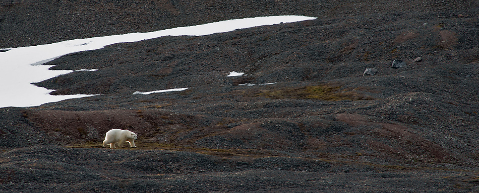 Arktisches Land Spitzbergen / Svalbard - Reisebericht 2008 / 019 (Der Eisbär)