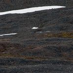 Arktisches Land Spitzbergen / Svalbard - Reisebericht 2008 / 019 (Der Eisbär)