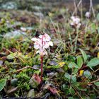 Arktisches Wintergrün (Pyrola grandiflora)