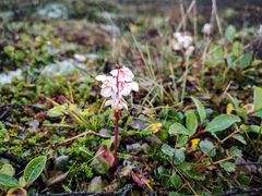 Arktisches Wintergrün (Pyrola grandiflora)