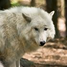 Arktiswolf I