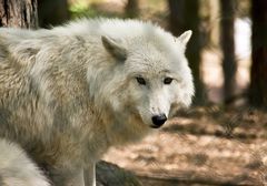 Arktiswolf I