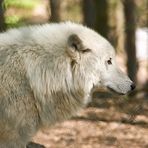 Arktiswolf III