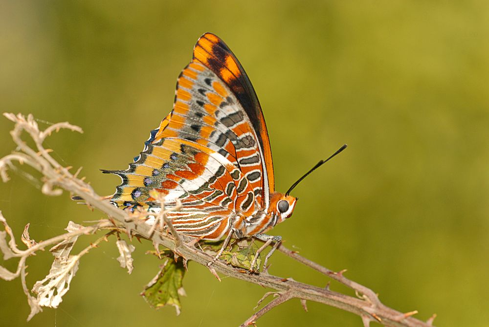 Arlequín de Manicotes 