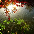 Arlequin d'automne