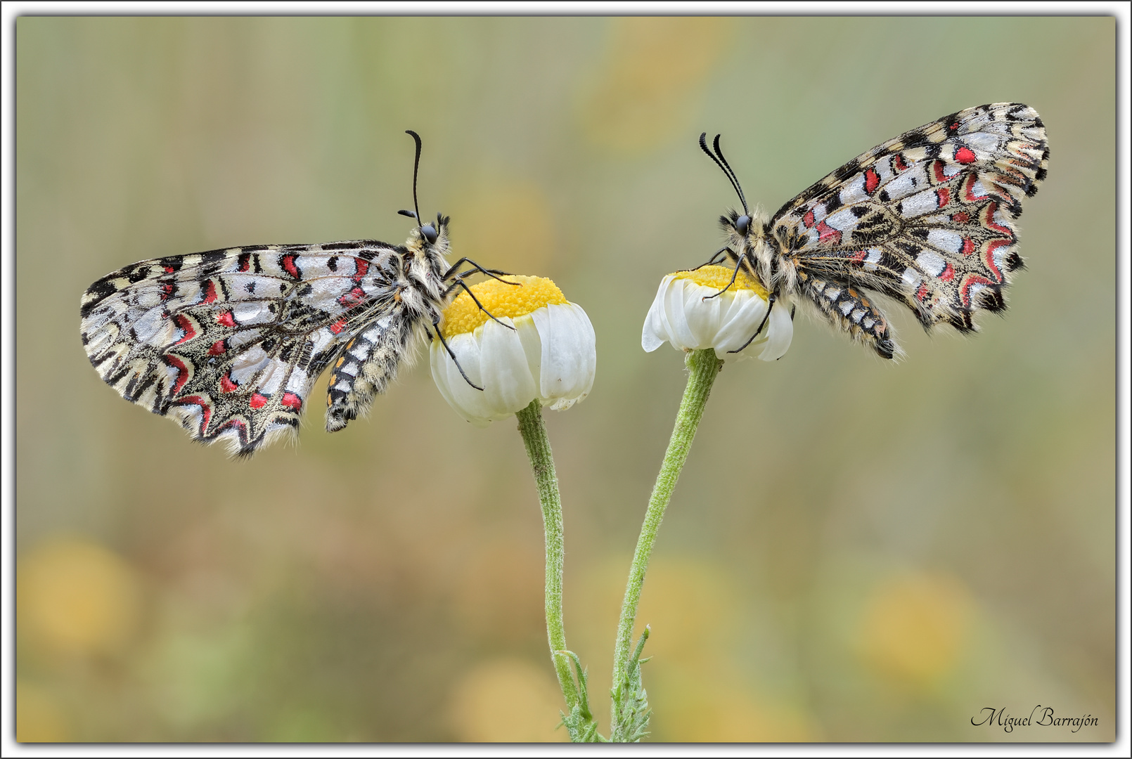 Arlequínes (Zerynthia rumina)