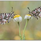 Arlequínes (Zerynthia rumina)