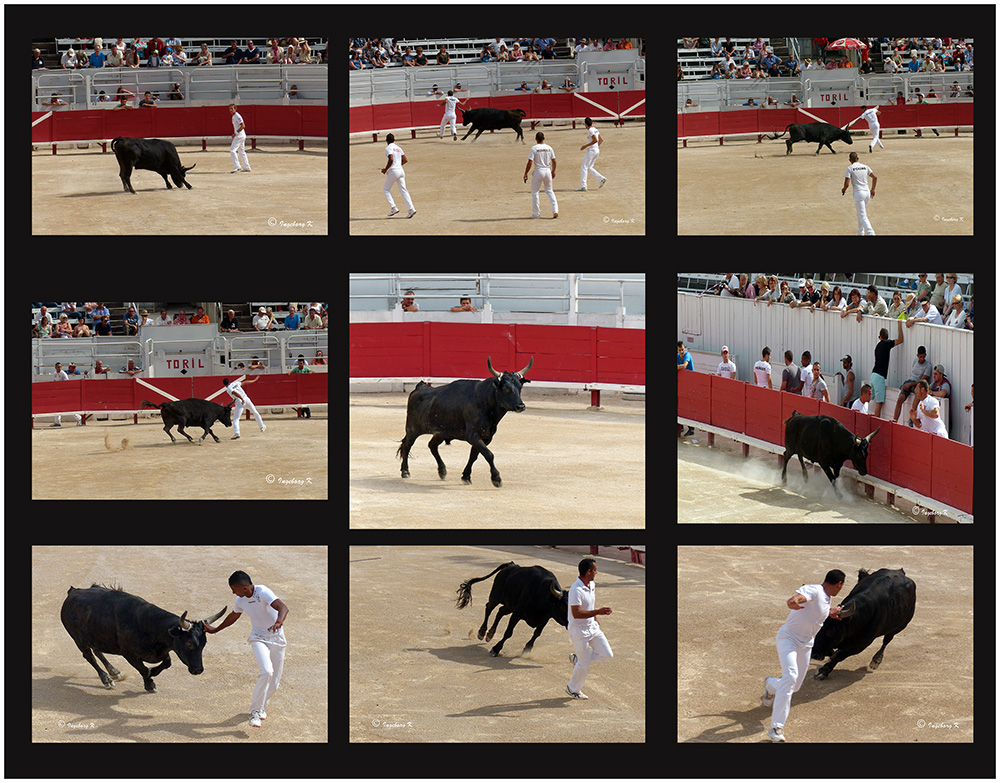 Arles - Amphitheater - Der Stier Nr. 1 und die Toreros