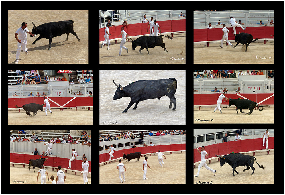 Arles - Amphitheater - Der Stier Nr. 2 und die Toreros