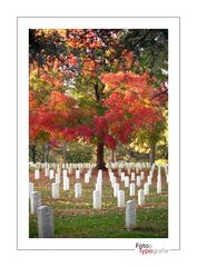 Arlington Cemetery 2