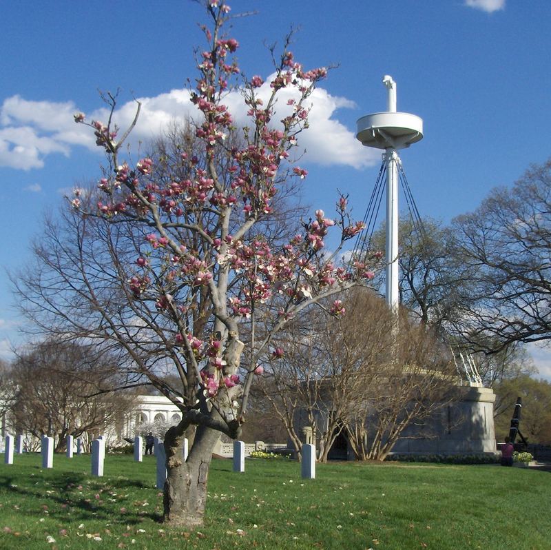 Arlington (monumento)