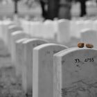 Arlington National Cemetery