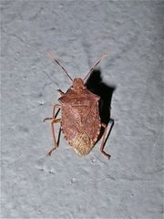 Arma custos, eine bei uns weit verbreitete Baumwanze (Pentatomidae)