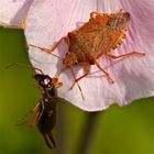 ARMA CUSTOS, eine Wanze aus der Familie der Pentatomidae (Baumwanzen) . . .