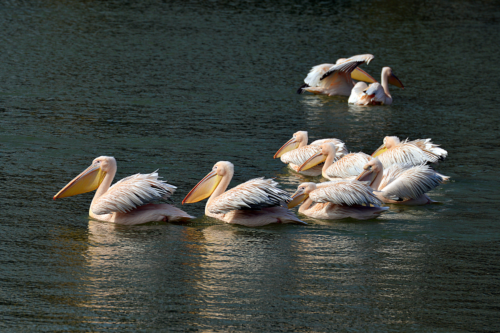 Armada in der Wintersonne