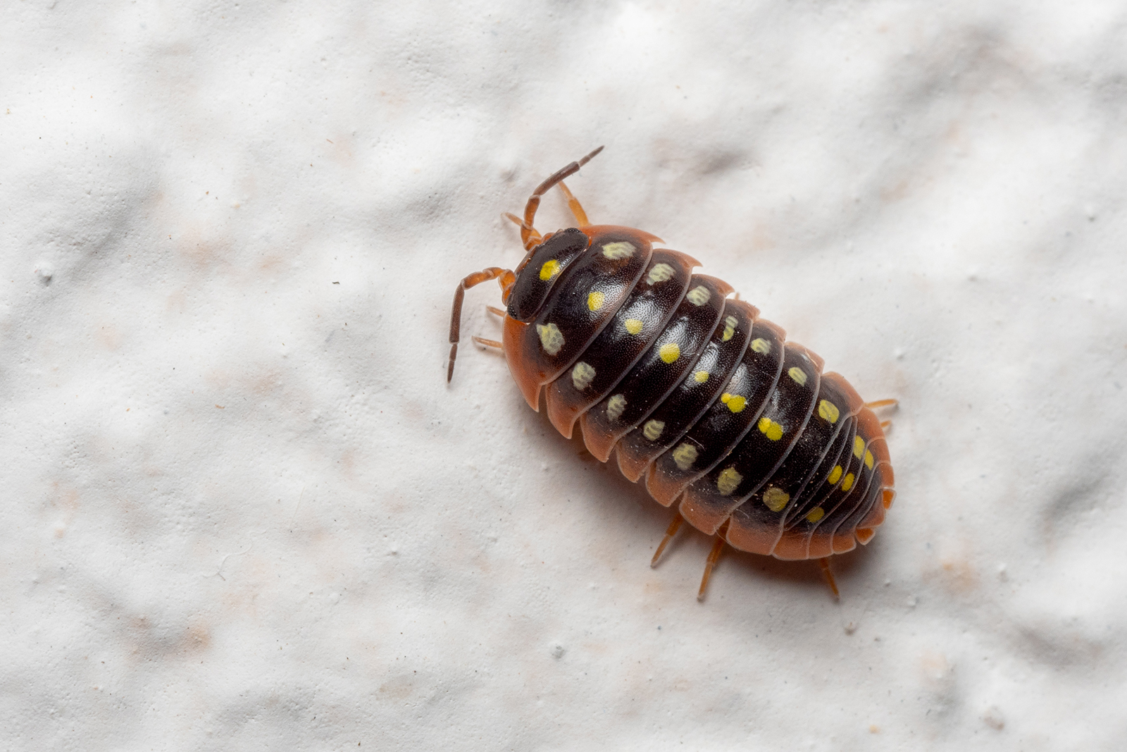 Armadillidium klugii