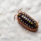 Armadillidium klugii