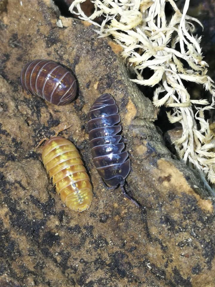 Armadillidium spec. St. Lucia