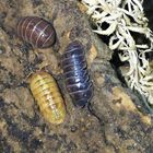 Armadillidium spec. St. Lucia