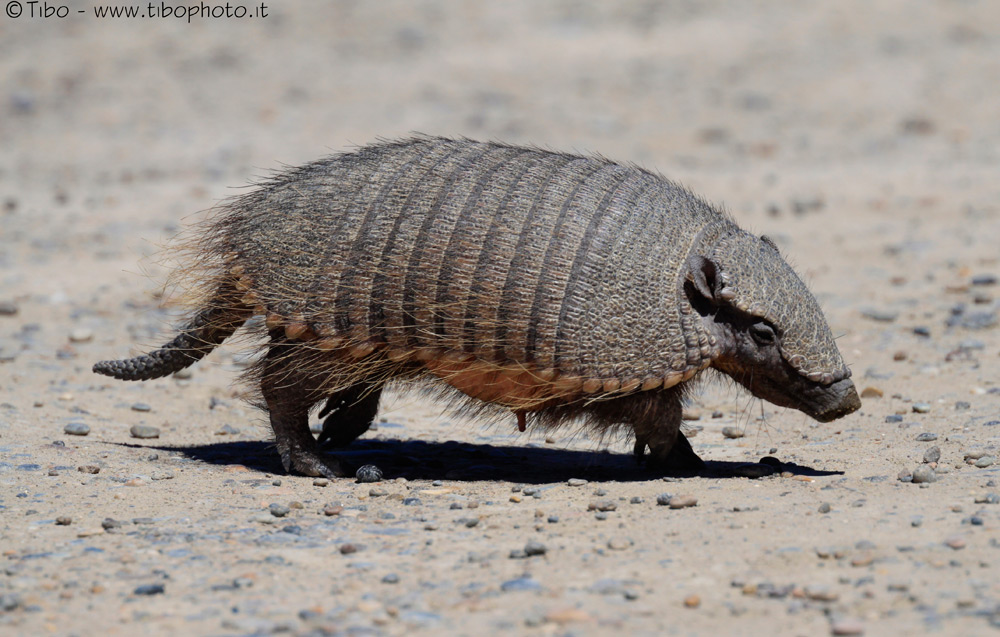 ARMADILLO