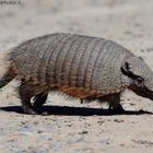 ARMADILLO