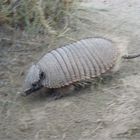 armadillo