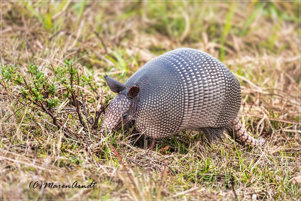 Armadillo - Gürteltier