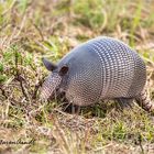 Armadillo - Gürteltier