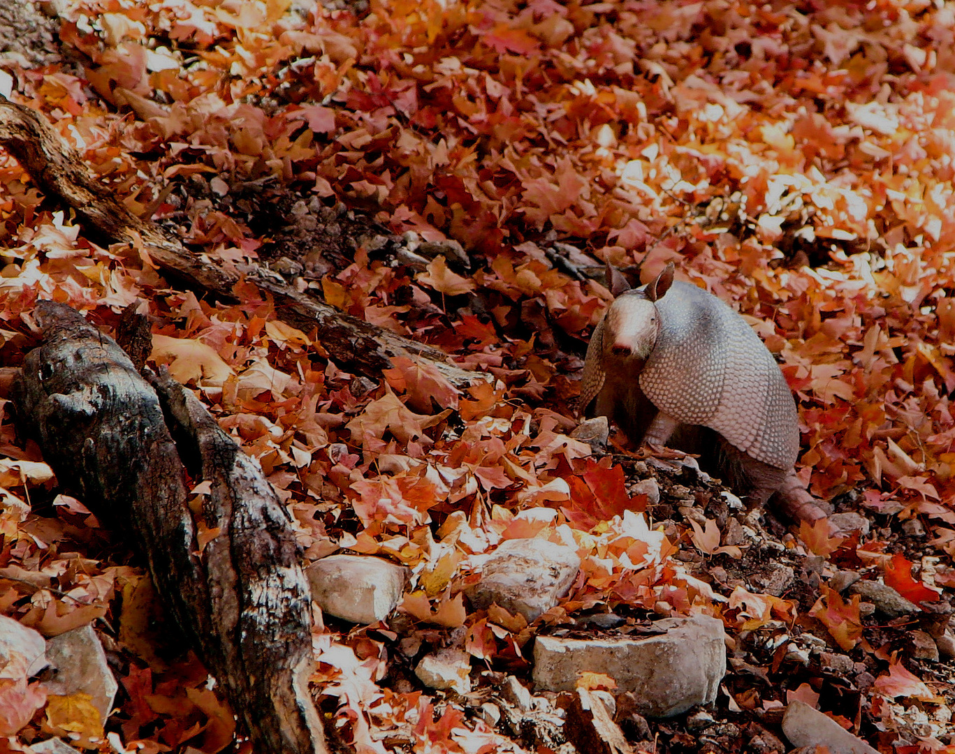 Armadillo Looking for Food