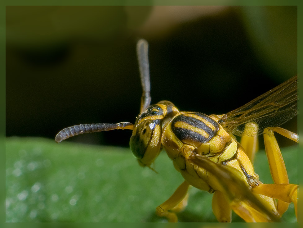 Armadura amarilla