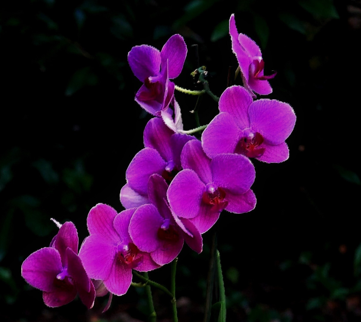 Armageddon - nein Orchidee Phalaenopsis Pink