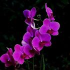 Armageddon - nein Orchidee Phalaenopsis Pink