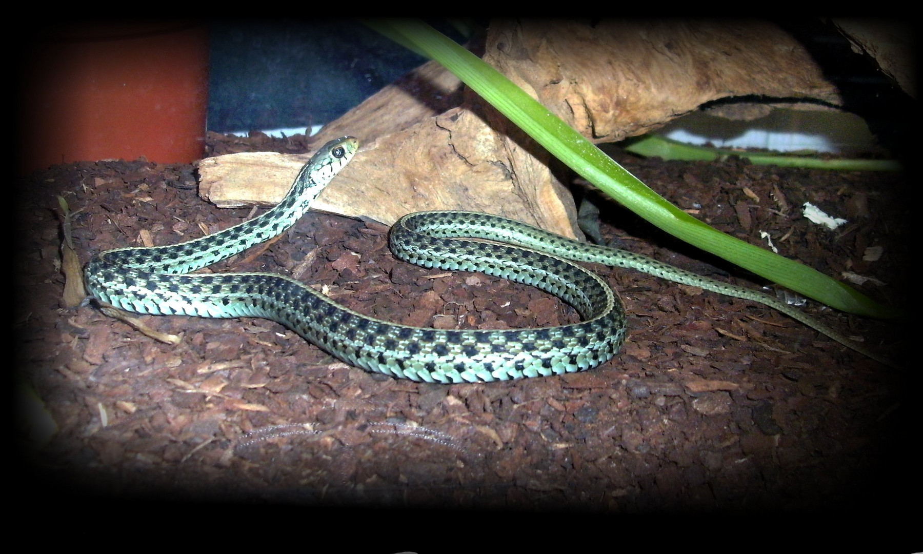 Armani (Florida-Blue-Strumpfbandnatter/Thamnophis sirtalis sirtalis)