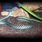 Armani (Florida-Blue-Strumpfbandnatter/Thamnophis sirtalis sirtalis)