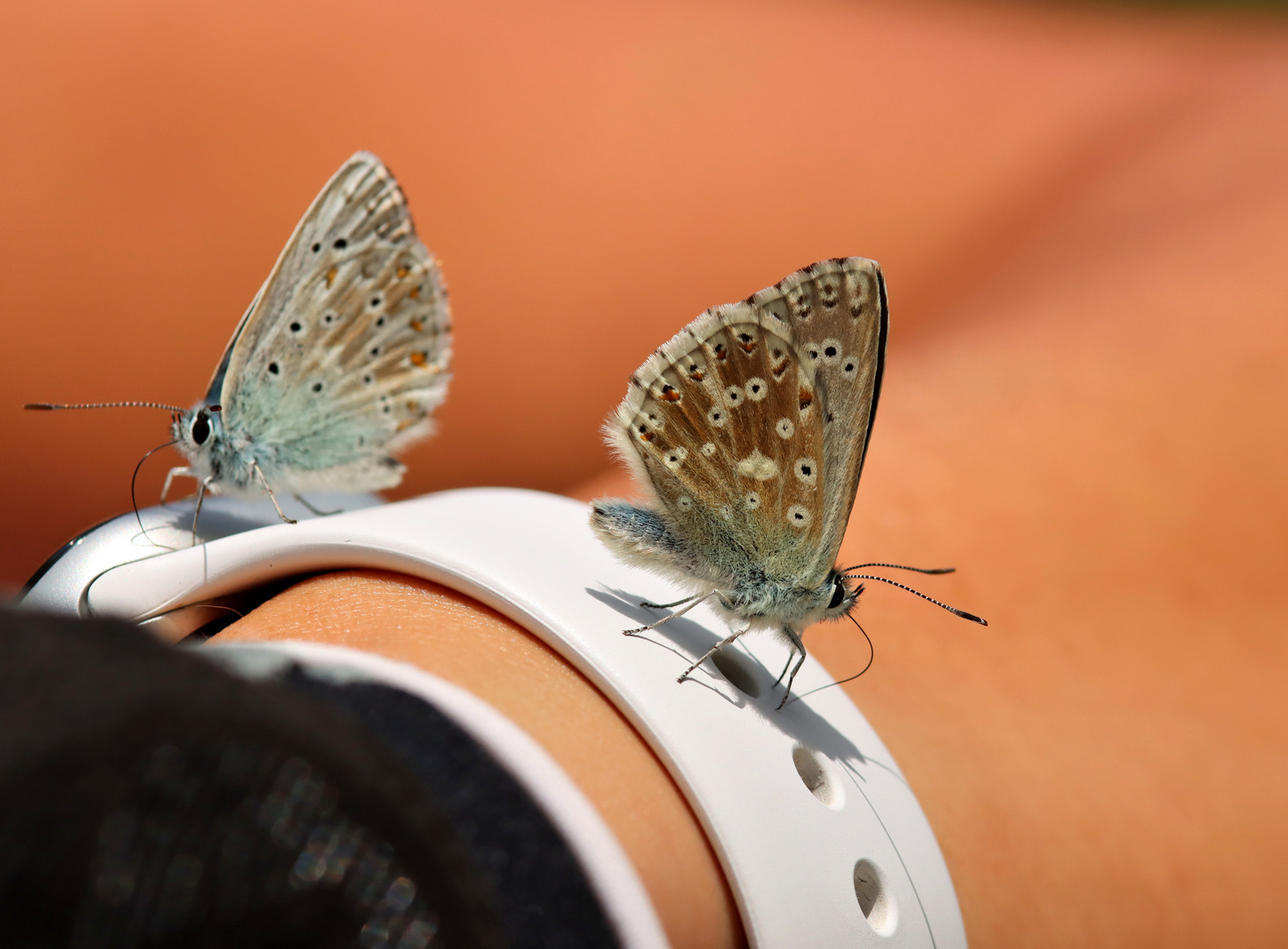 Armband-Schmuck